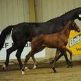 Bellagio as a foal winning a Higher First at the BEF Keysoe